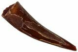 Juvenile Fossil Spinosaurus Tooth - Real Dinosaur Tooth #268913-1
